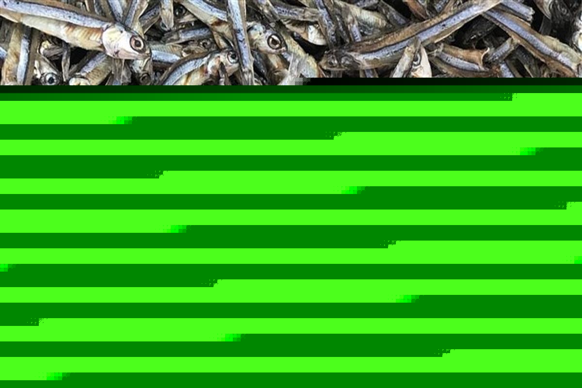 تلف شدن تعداد زیادی از زیست مندان به ویژه ماهی های رودخانه جره در کهمره سرخی