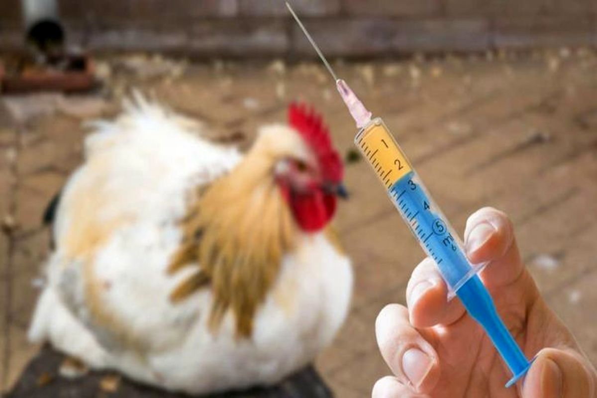 موردی از آنفلوآنزای فوق حاد پرندگان در استان همدان مشاهده نشده است