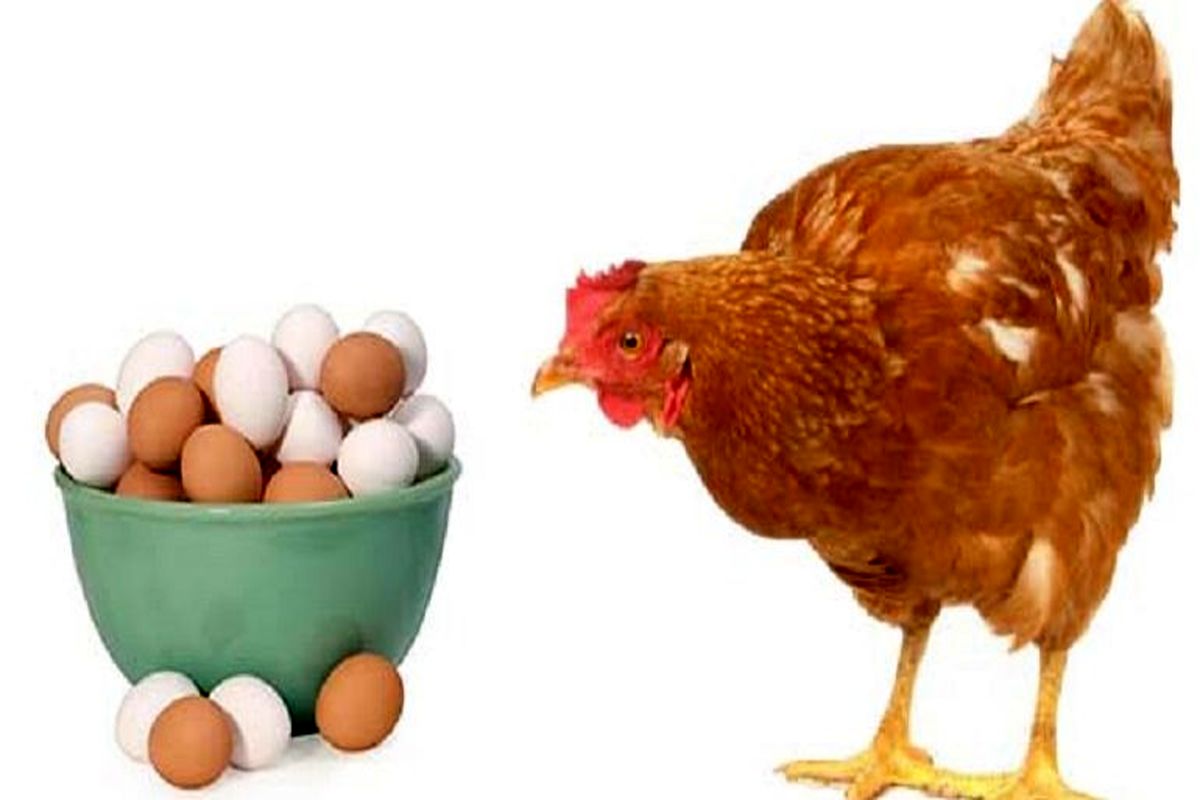 افزایش قیمت تخم مرغ به رغم کاهش قیمت مرغ!