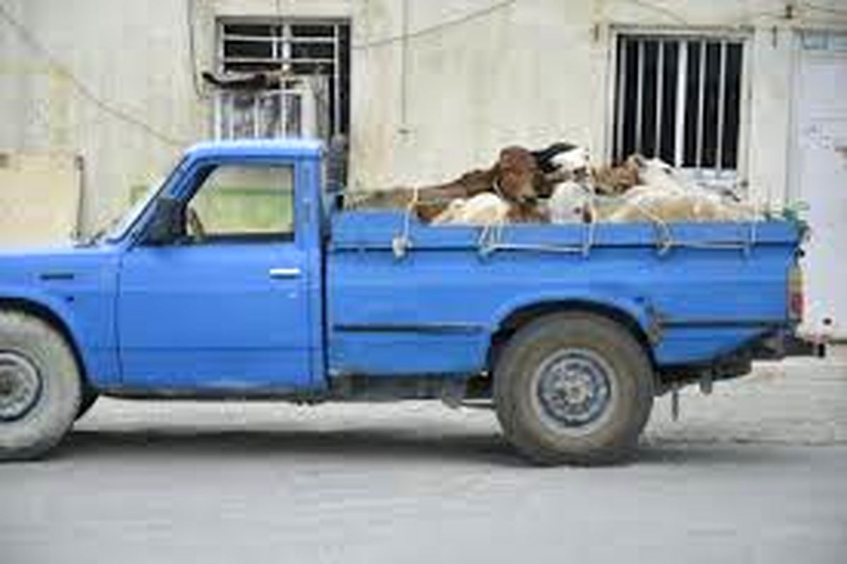 کشف احشام قاچاق ۳ میلیاردی در "فسا"