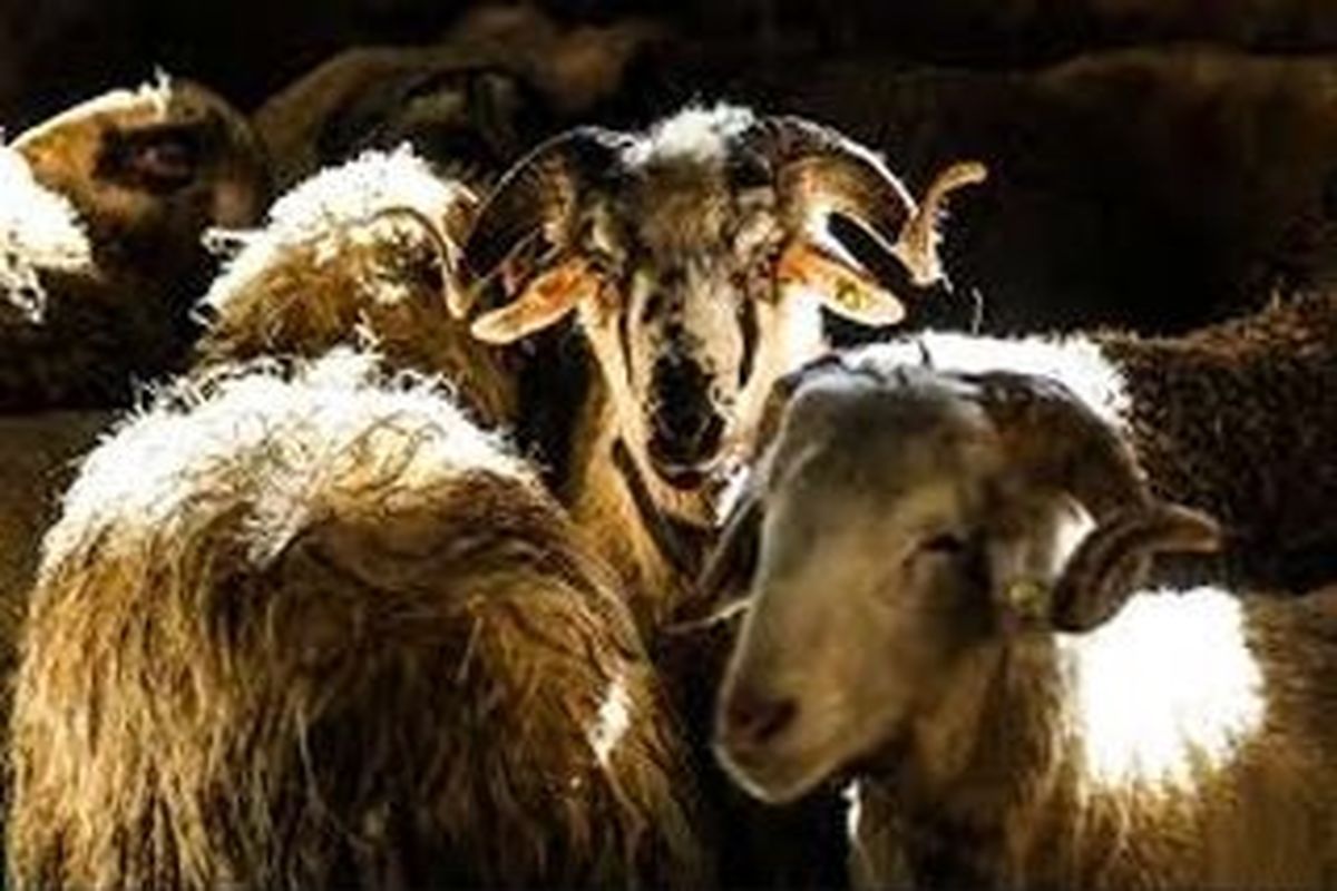 توقیف محموله گوسفند قاچاق