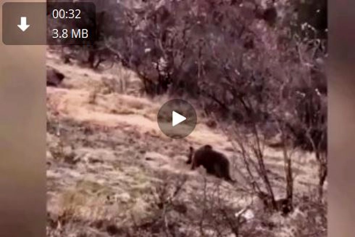 یک قلاده خرس قهوه ای در ارتفاعات مارمیشو مشاهده شد