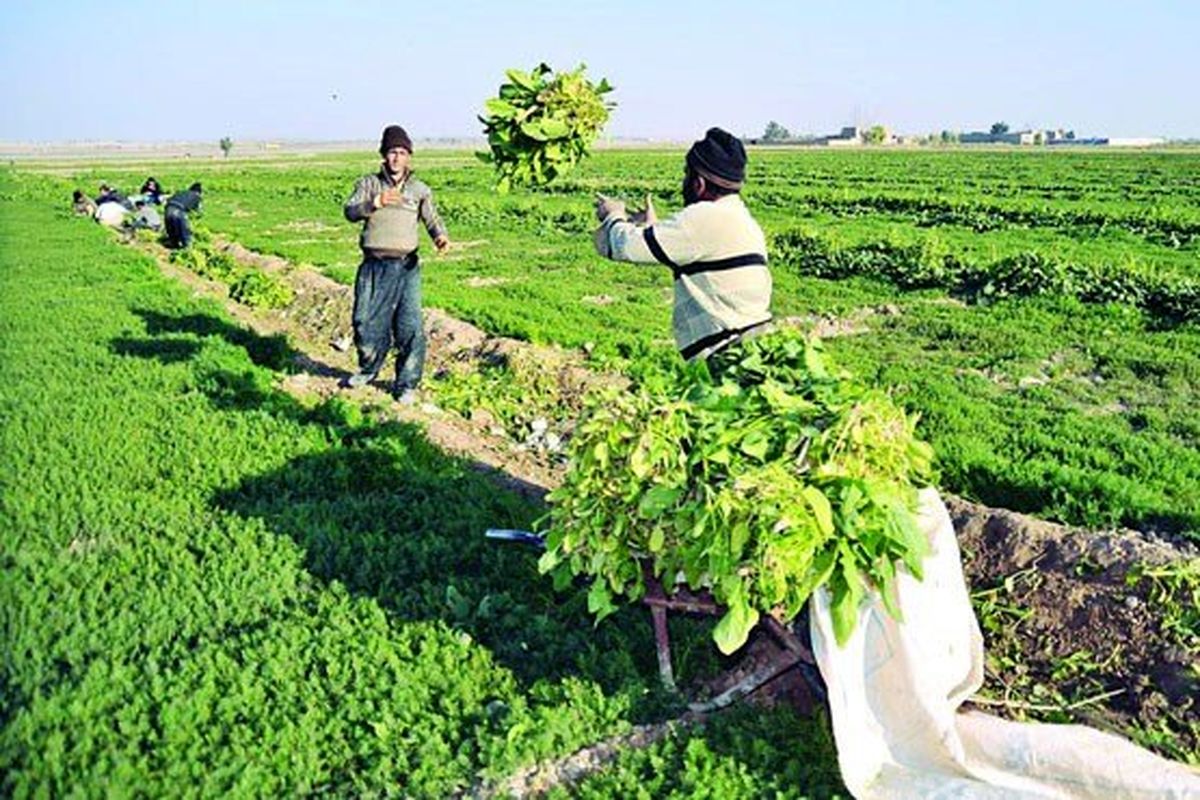 ثبت رشد ۱.۷ درصد اقتصادی برای بخش کشاورزی