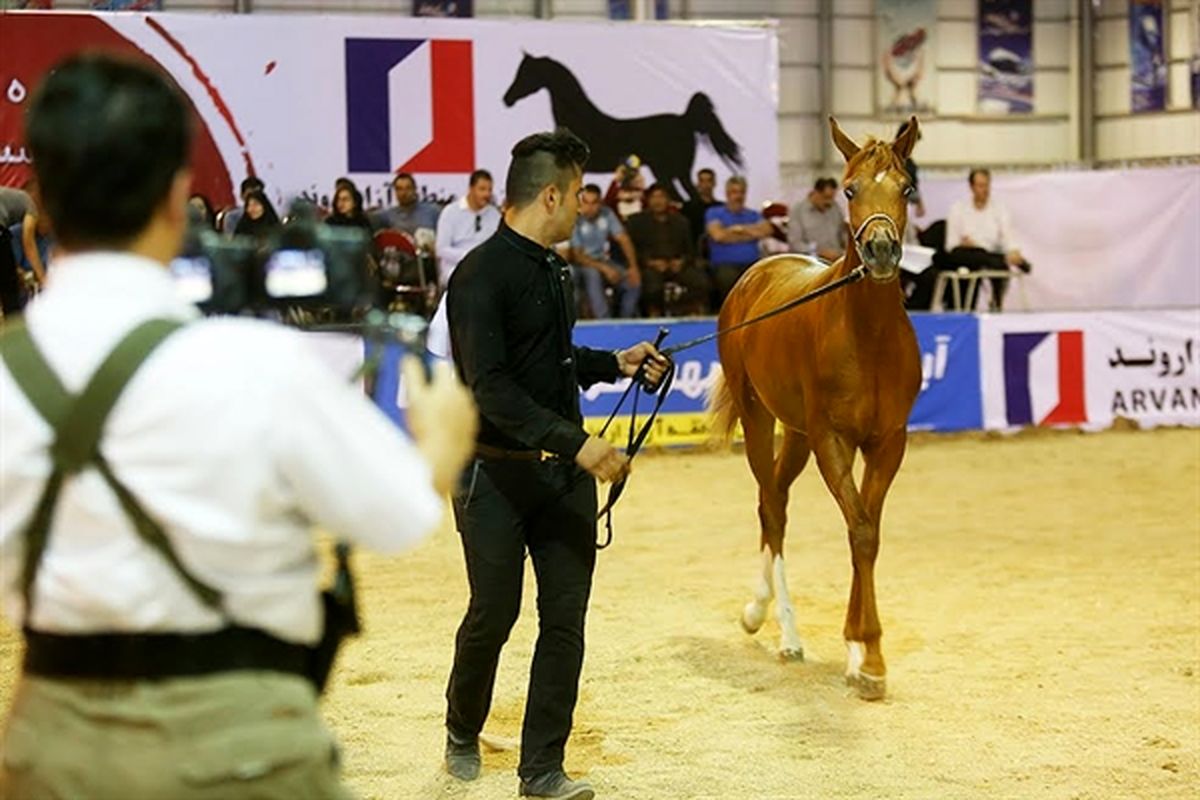 اروند میزبان رقابت های ملی زیبایی اسب اصیل عرب شد
