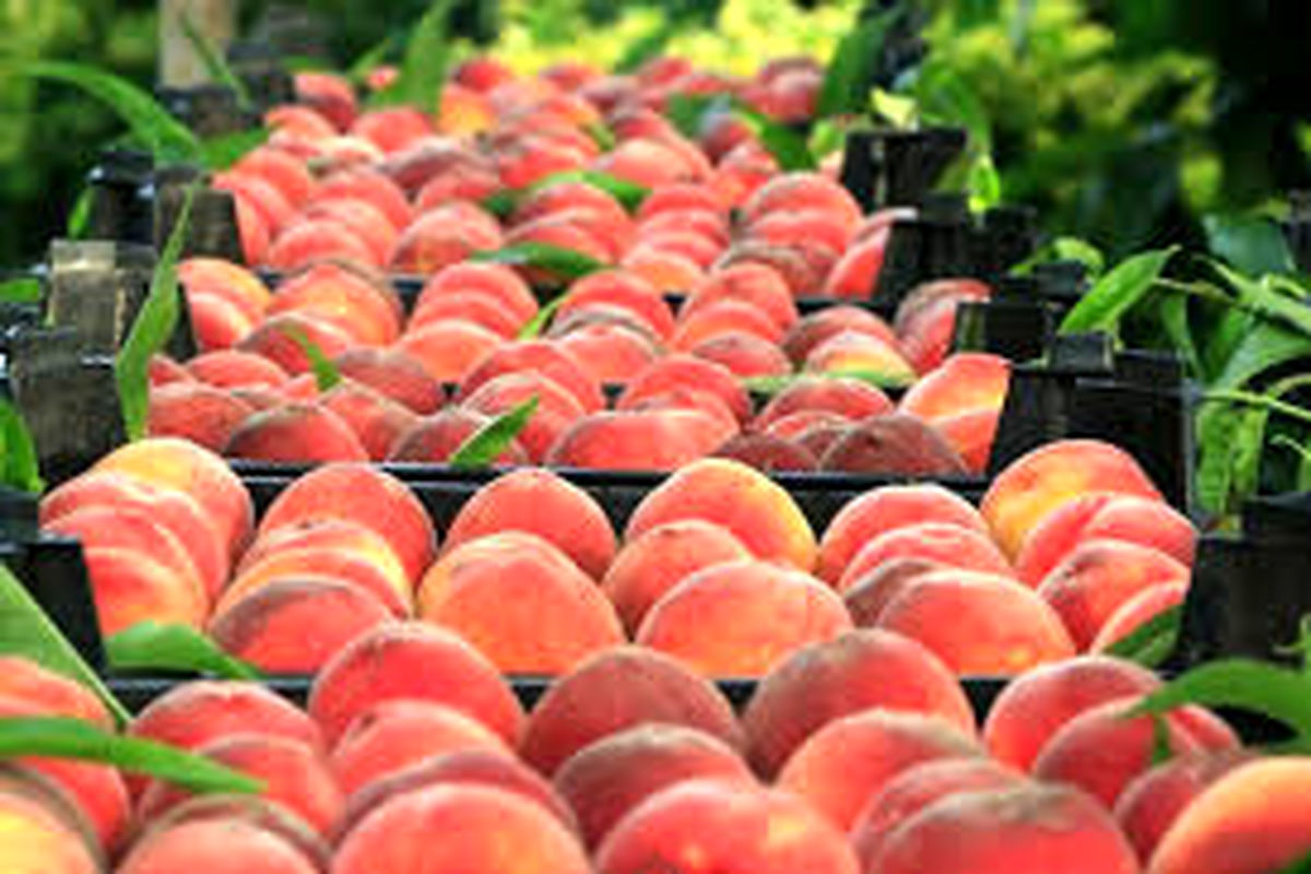 نوسانات قیمت میوه برای شب عید کنترل می شود