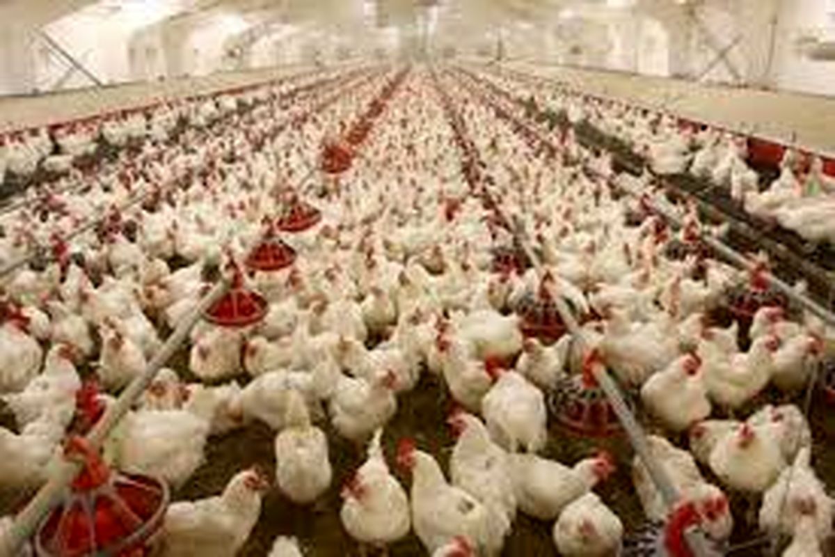 تولید سالانه ٧٨ هزار تن مرغ در استان