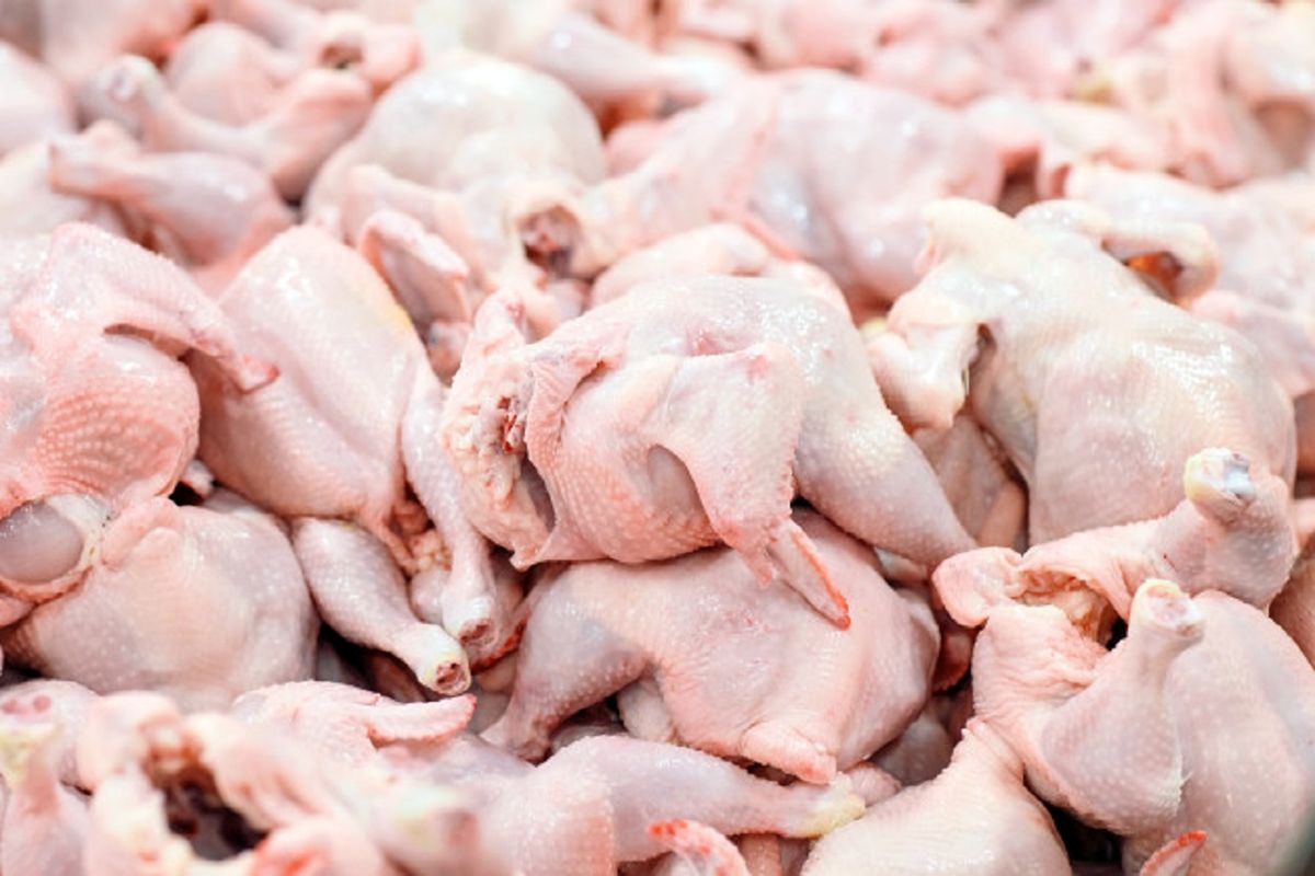 کشف ۷۷ هزار کیلو گرم عرضه مرغ خارج از شبکه در پارسیان