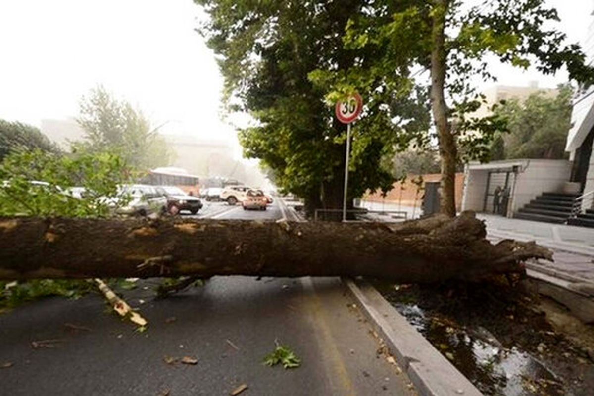 سقوط هولناک درخت بر اثر وزش باد در تهران+ فیلم