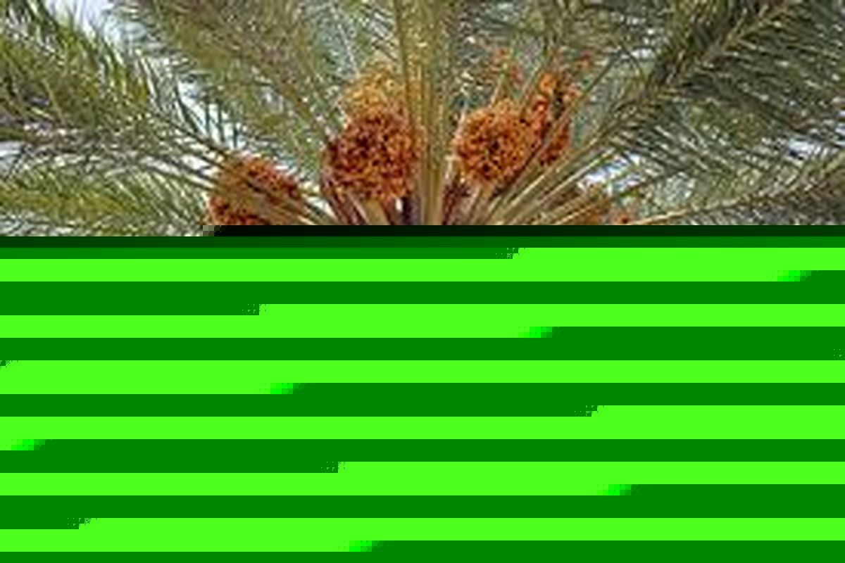 فروش ویژه خرما ۴۵٪ زیر قیمت بازار به مناسبت رمضان