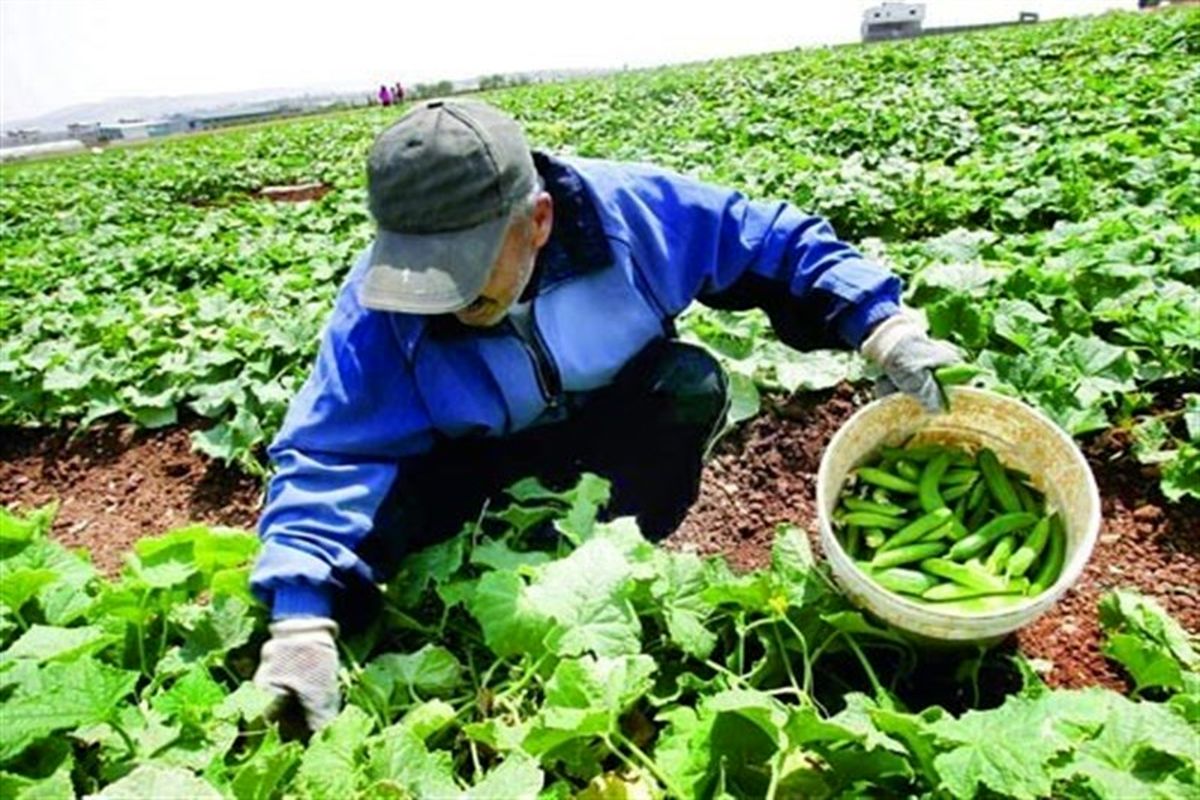 صدور ۴۳۲۸ برگ گواهی بهداشت قرنطینه گیاهی در آذربایجان‌غربی