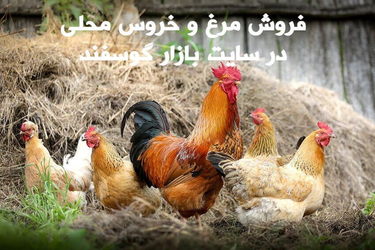 خرید آنلاین مرغ و خروس زنده در تهران
