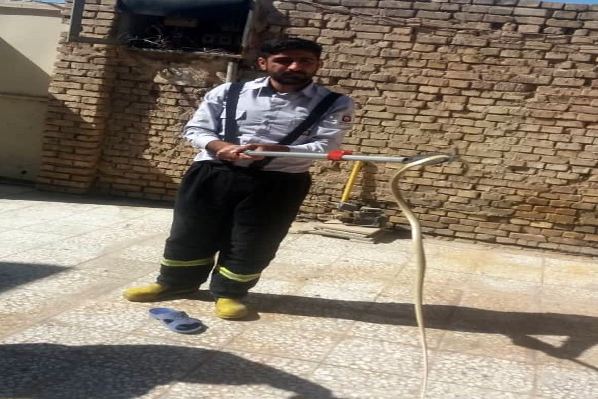 زنده گیری یک حلقه مار توسط آتش نشانان در منزل مسکونی منطقه زرگان+ببینید