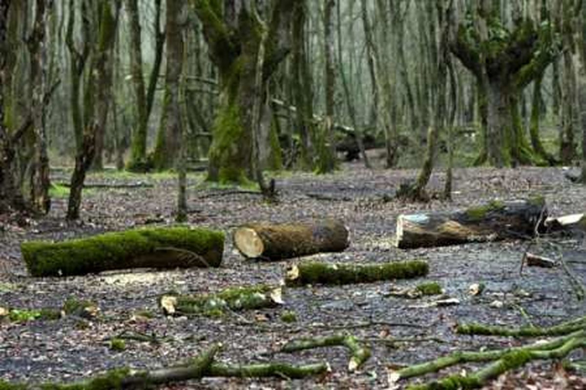 سالانه هزار هکتار از جنگل‌های هیرکانی نابود می‌شود