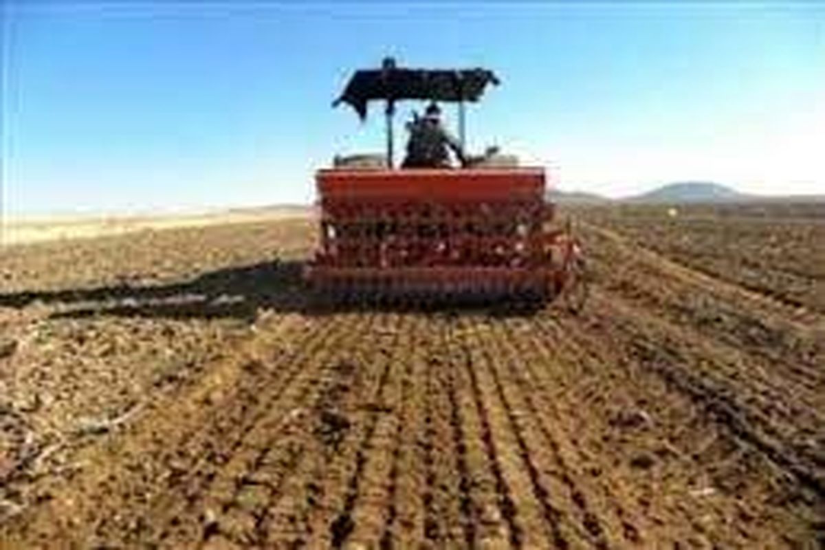 کشت ۶۰ هزار هکتار محصول جو دیم پاییزه در آذربایجان شرقی
