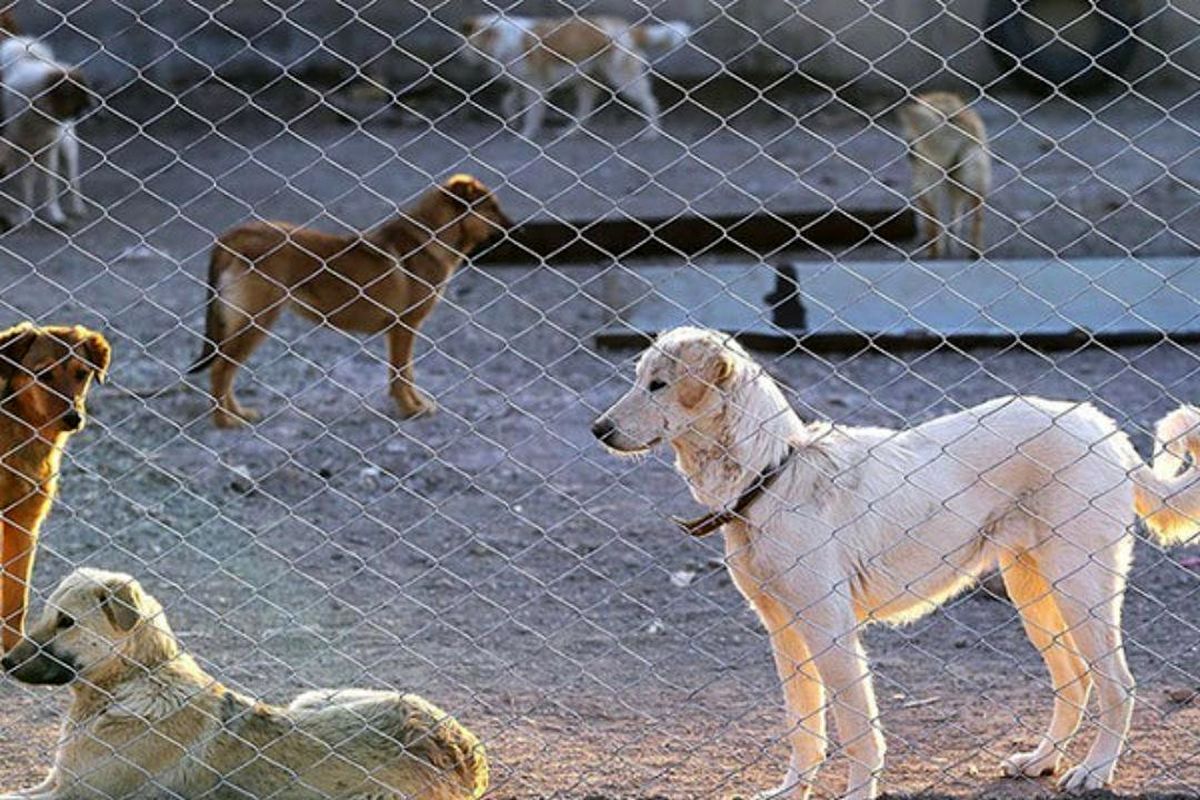 انتقاد دبیر شورای شهر کرج از قرارداد شهرداری با مرکز نیکوکاری برای احداث محل نگهداری سگ های بلاصاحب !