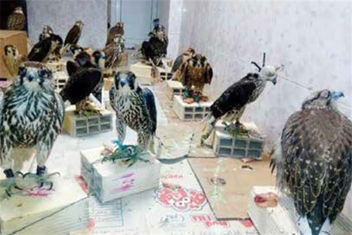 کشف ۱۶ قطعه پرنده کمیاب با دستگیری ۳ شکارچی غیرمجاز در ساوه