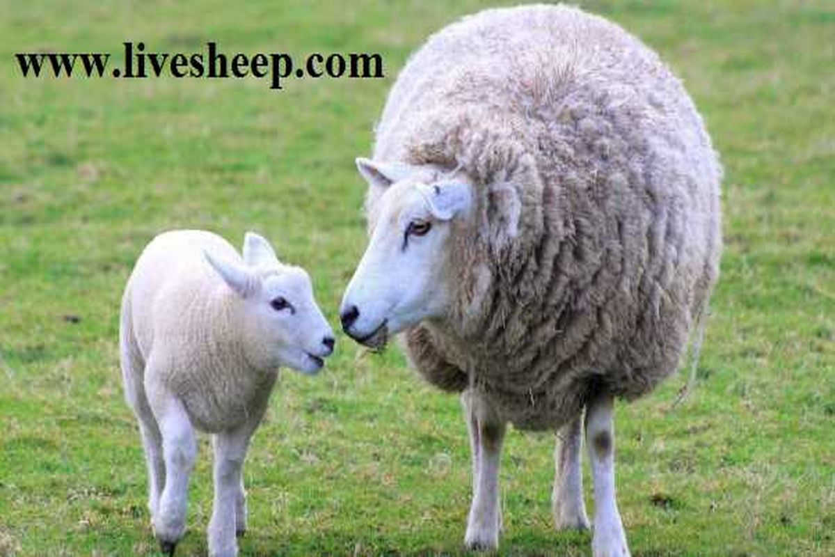 خرید اینترنتی گوسفند زنده همراه با حمل و قصاب رایگان