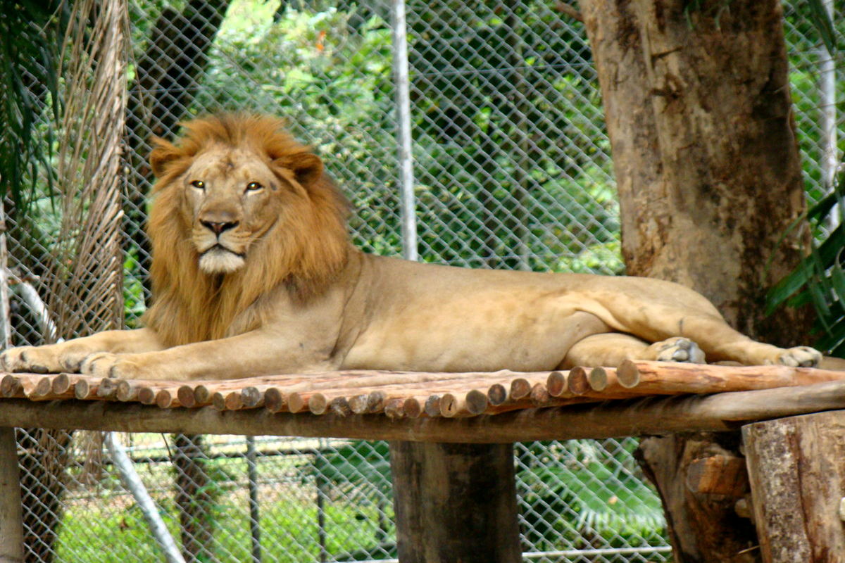 فرماندار: شیر فراری باغ وحش اراک زنده‌گیری شدند