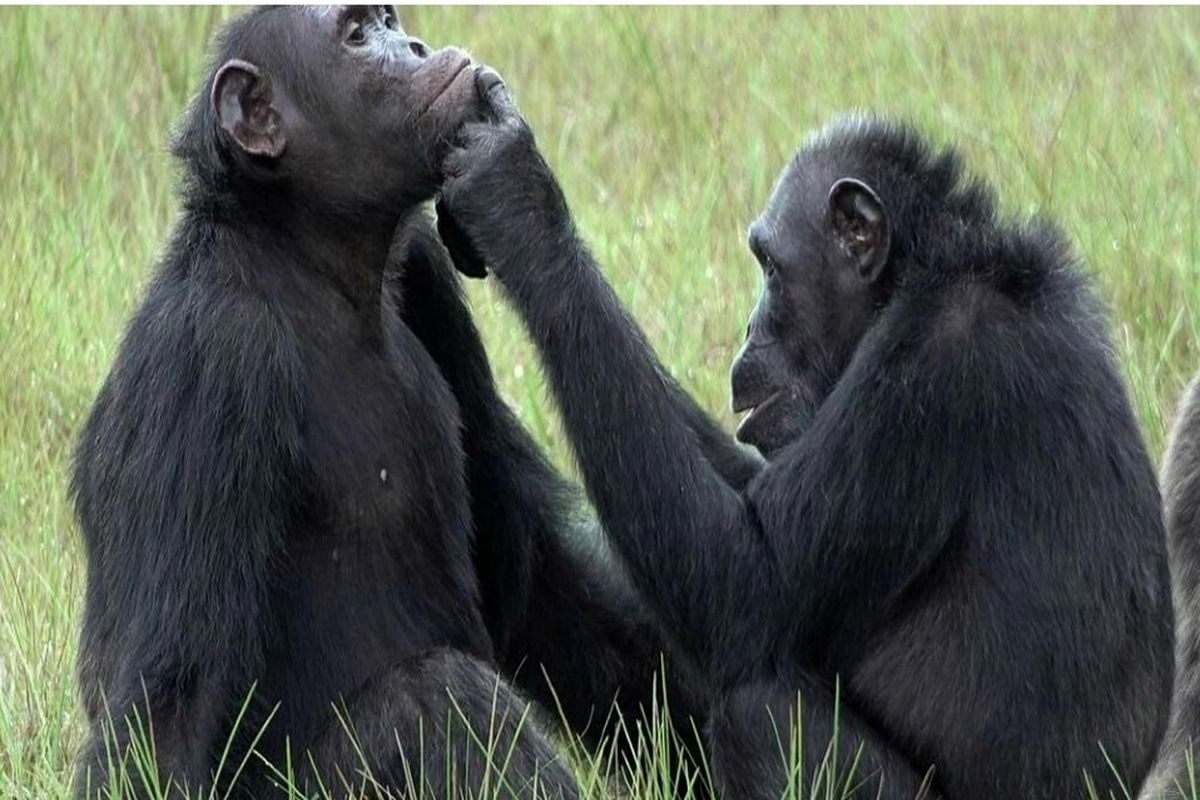 شامپانزه‌های پزشک