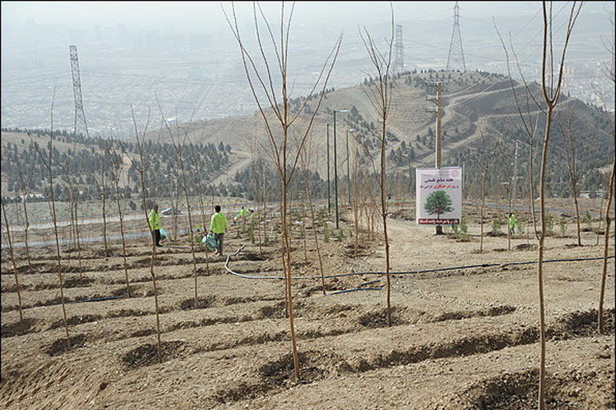 کاشت ۱۰۰ میلیون درخت در ۱۰ سال توسط پویش درخت یاری