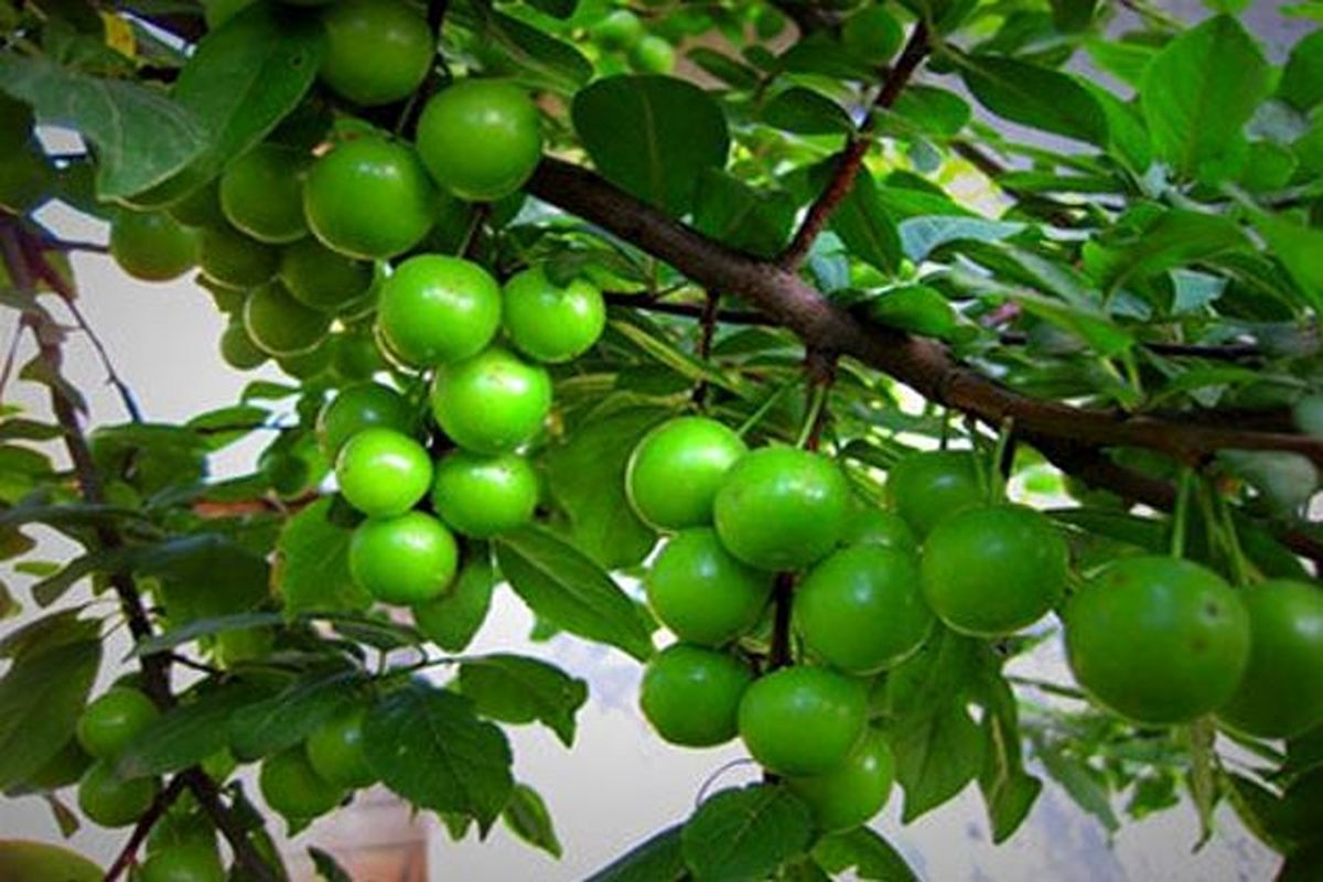تولید میوه های نوبرانه در خراسان شمالی برای نخستین بار