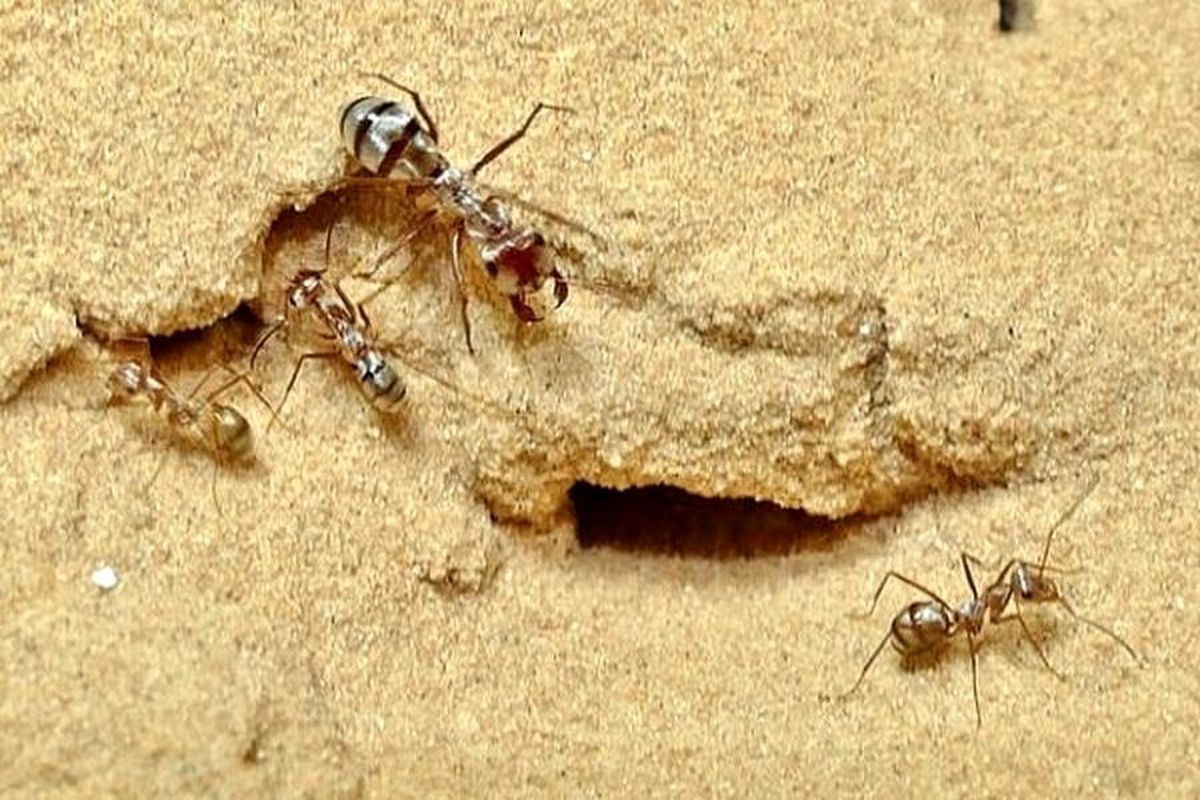 مورچه این بیماری کُشنده و خطرناک را بو می‌کشد!