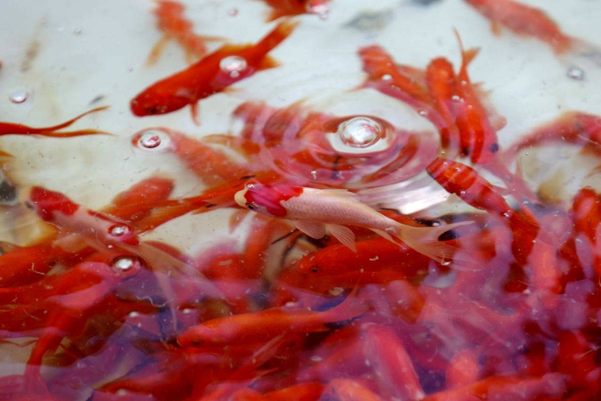 توصیه‌های بهداشتی برای خرید و نگهداری ماهی قرمز سفره هفت سین