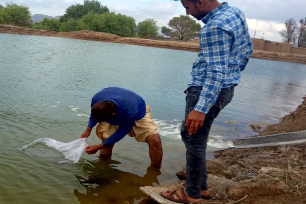۱۵۰هزار قطعه لارو ماهی کپور در استخرهای خاش رهاسازی شد