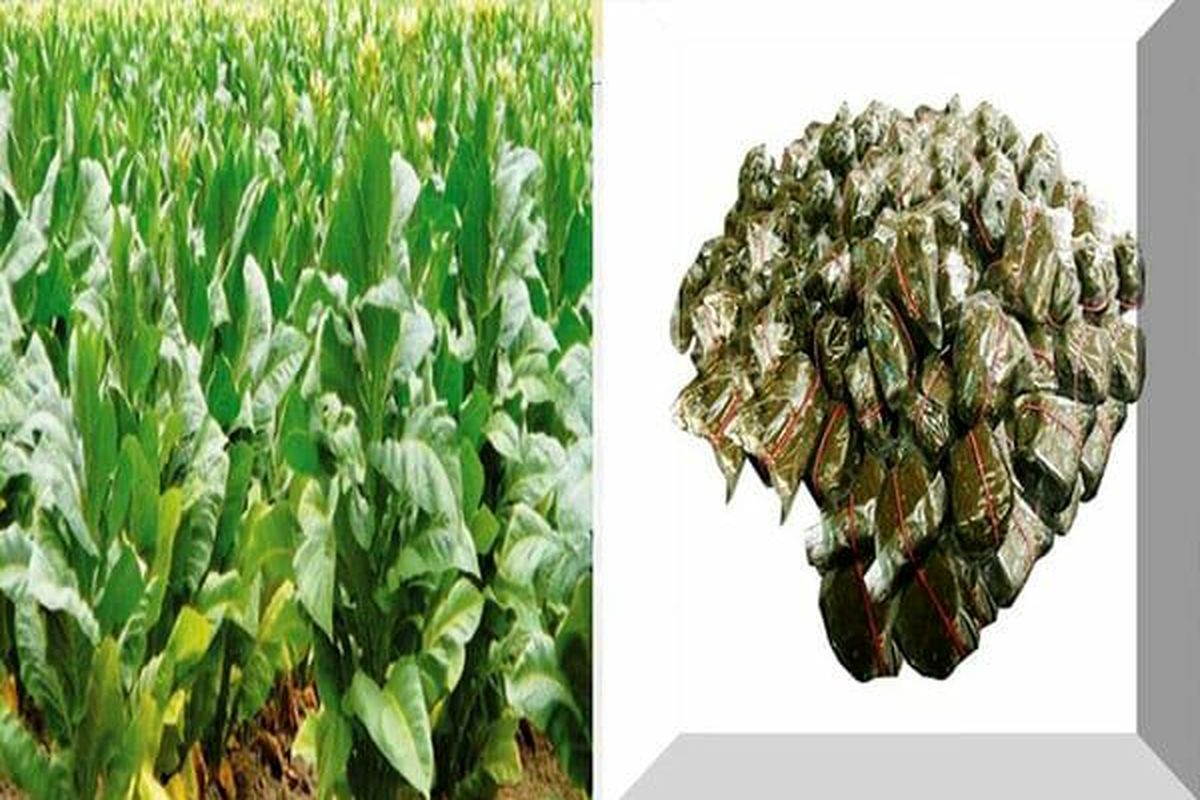 ناکامی قاچاقچیان و کشف بیش از یک تن مخدر "ناس" در جاسک