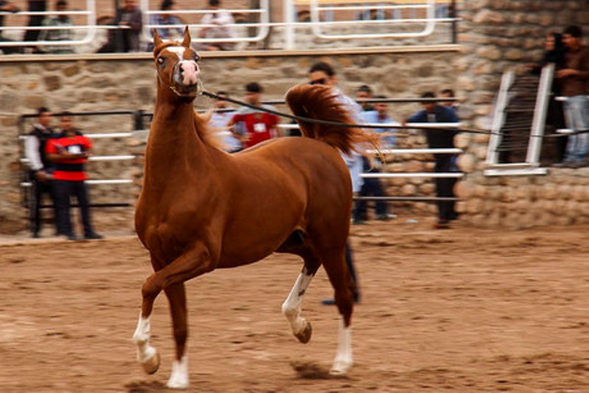 جشنواره ملی «زیبایی اسب عرب» به میزبانی اسدآباد برگزار می شود