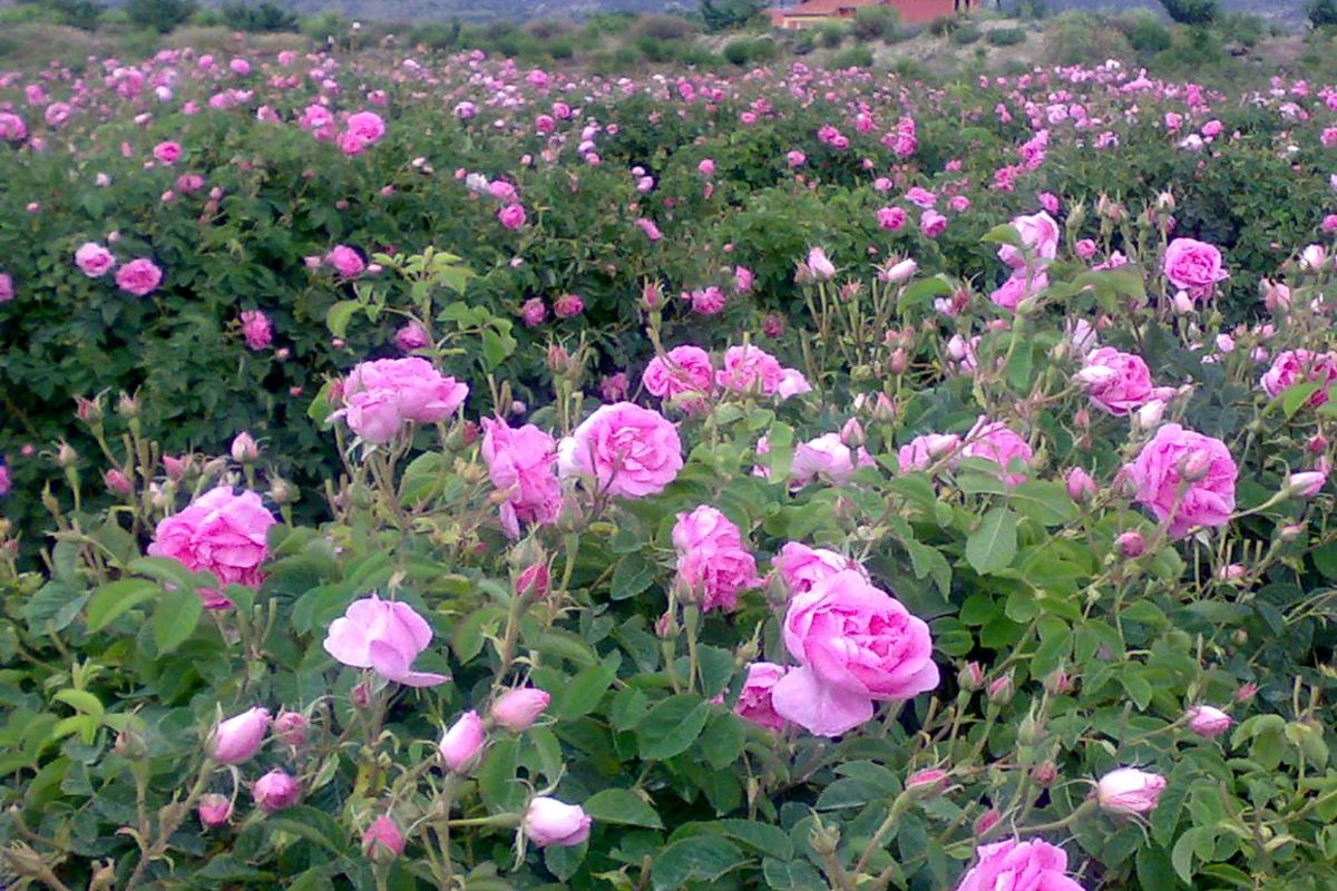 افزایش ۱۵ درصدی کشت گل محمدی در شهرستان خوی