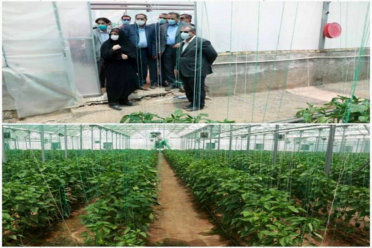 یک واحد گلخانه در شهرستان بویین زهرا افتتاح شد