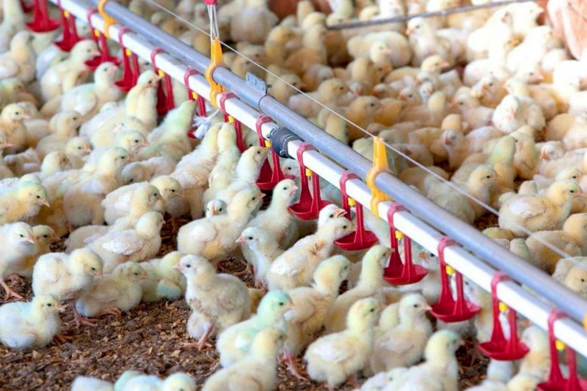 بزرگترین شرکت زنجیره تولید مرغ در قهاوند احداث می‌شود