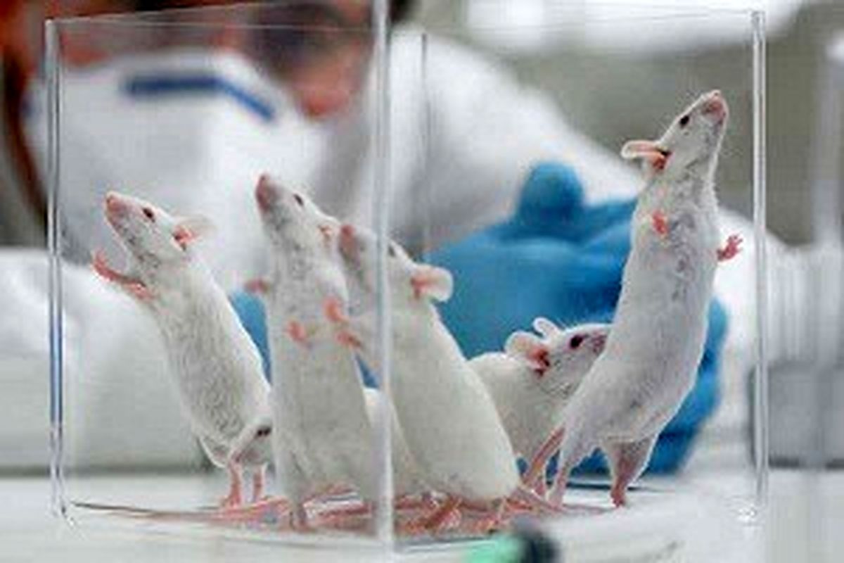 تاثیر ۶ هفته تمرین تناوبی شدید بر سطوح پروتئین های بافت احشایی چربی موش های صحرایی