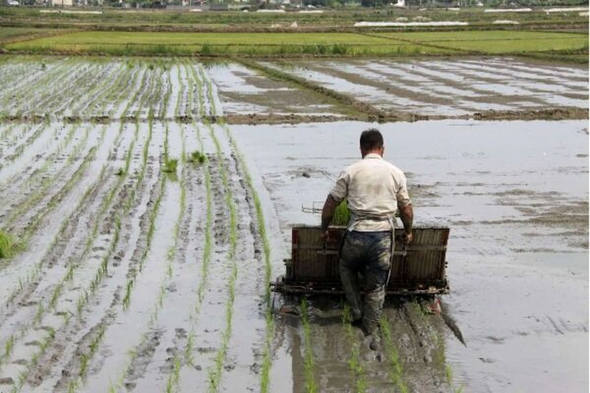 کشت نشاء برنج در ۳۵۰ هزار هکتار شالیزارهای گیلان و مازندران
