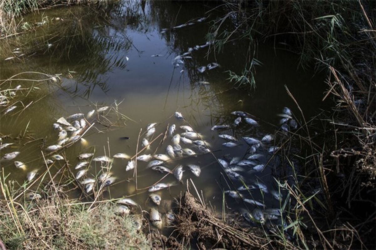 اتلاف ماهیان در تالاب هورالعظیم مربوط به بخش عراقی تالاب است