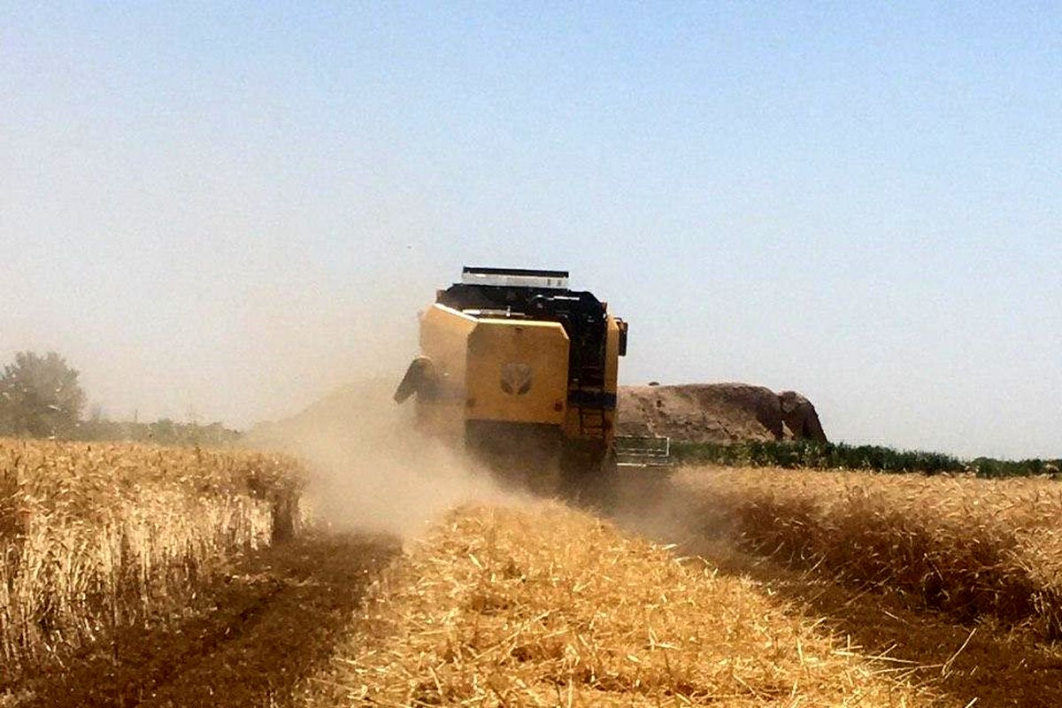 افزون بر۱۳ هزار تن گندم با نرخ تضمینی از کشاورزان همدانی خریداری شد