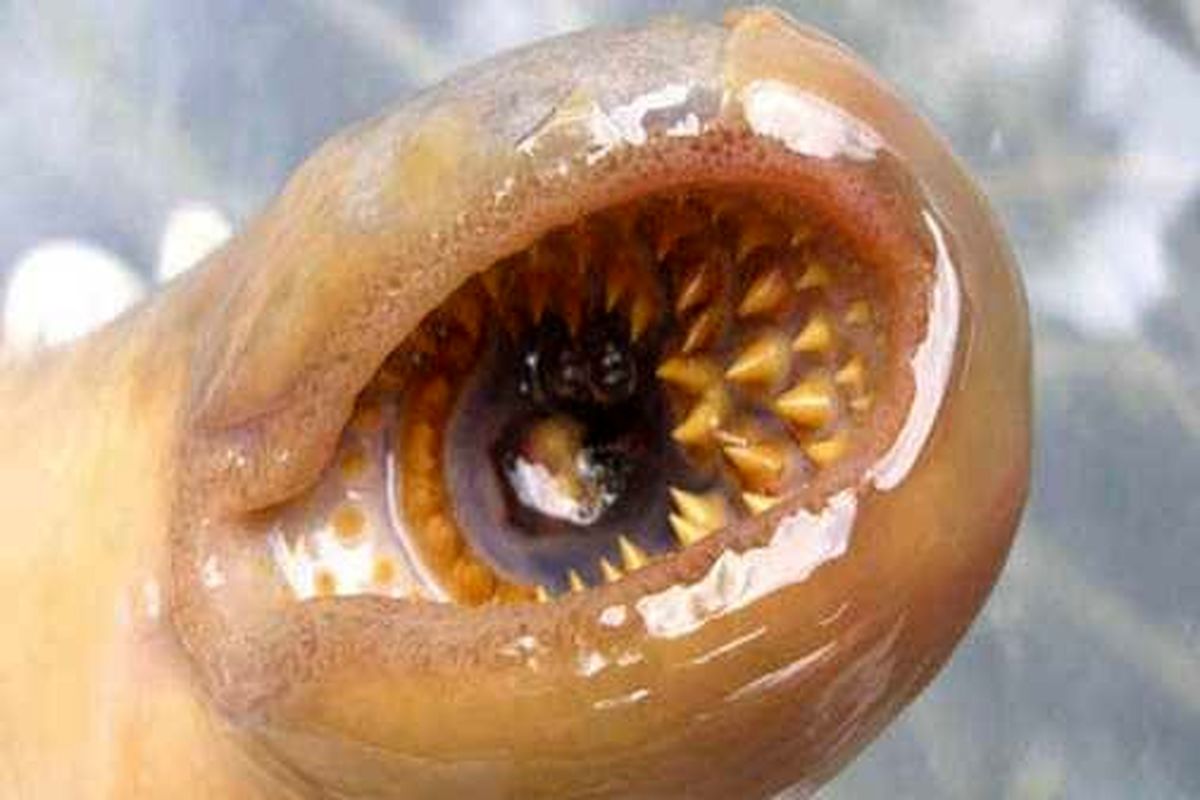 ماهی‌های وحشتناک خون آشام در دریا+ عکس