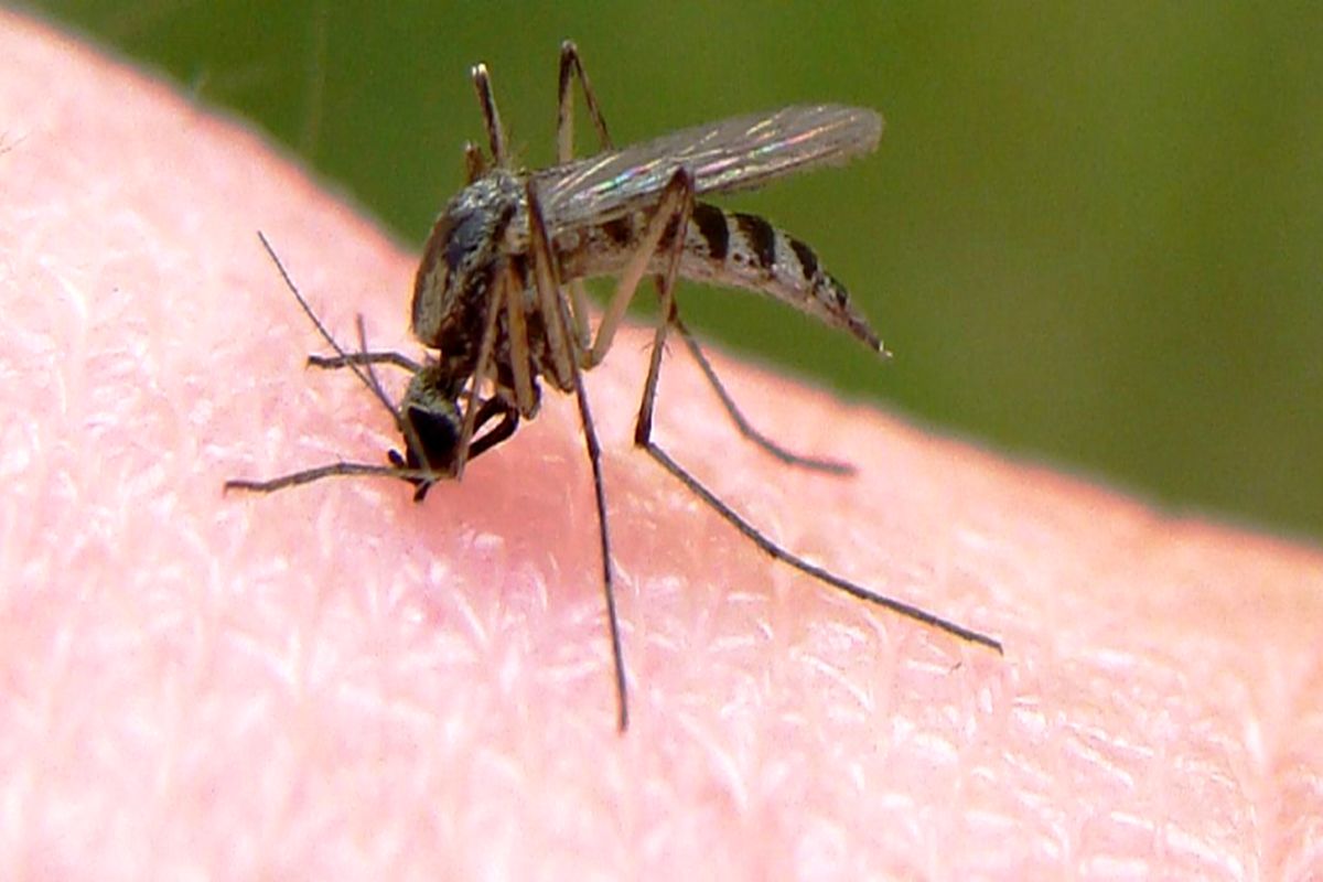 مهم ترین علائم بیماری مالاریا چیست؟