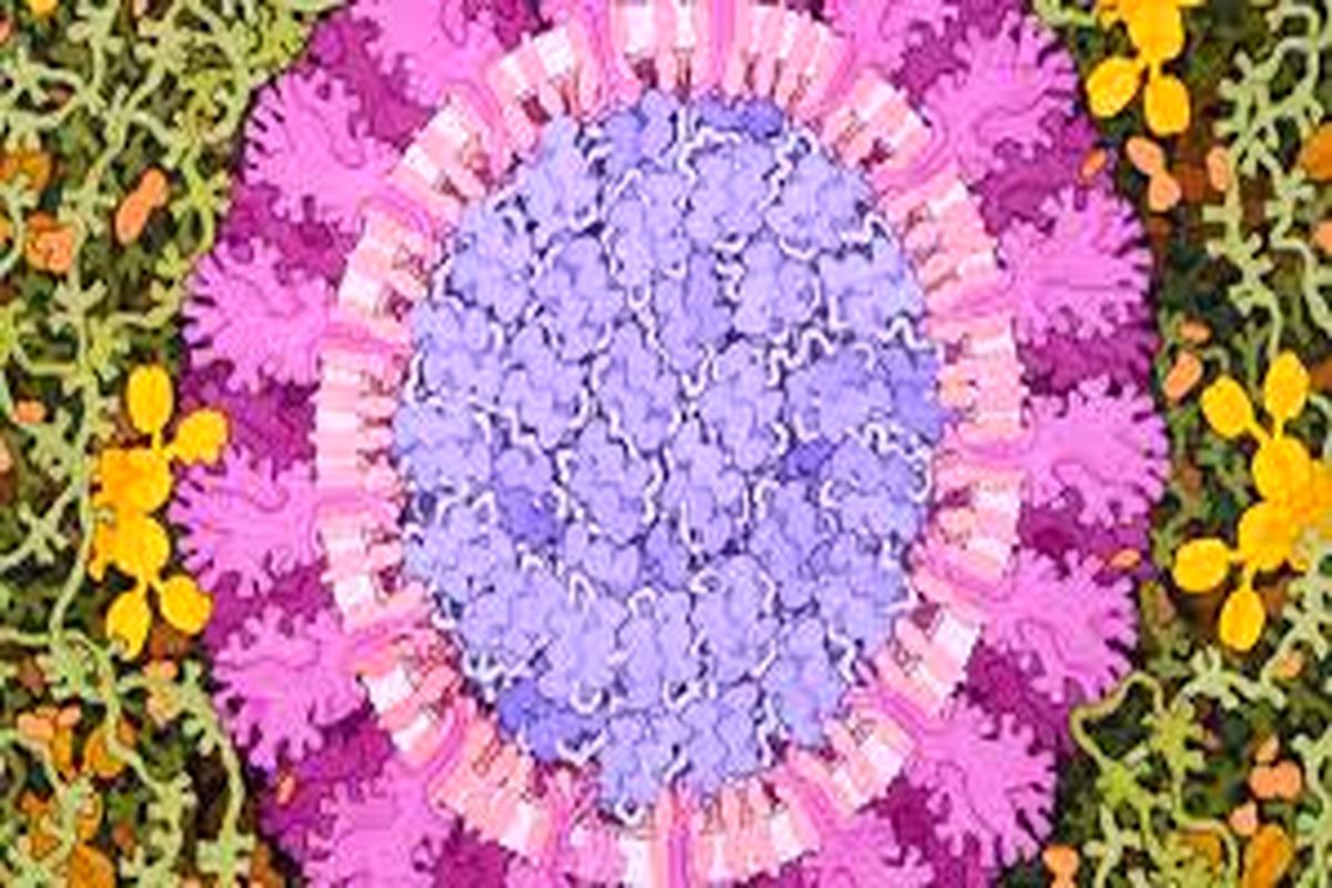 پاسخ به ۵ سوال مهم درباره سویه لامبدا ویروس کرونا