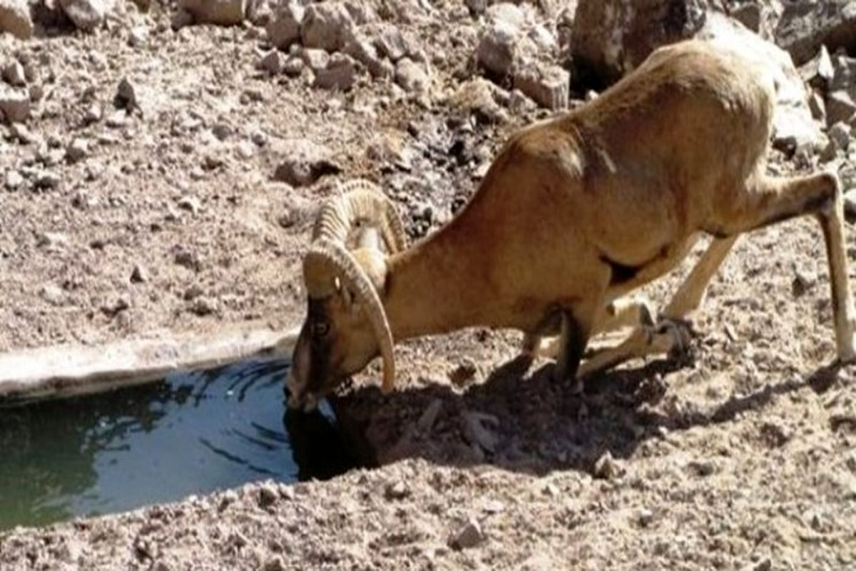 احداث آبشخور‌هایی برای تأمین آب آشامیدنی حیوانات تشنه در کرمانشاه