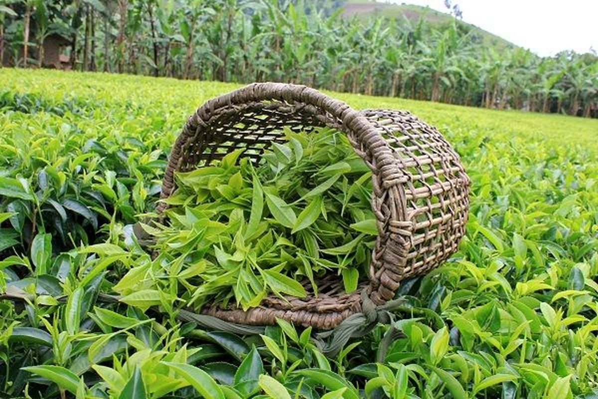 خرید ۹۳ هزار تن برگ سبز چای از چایکاران