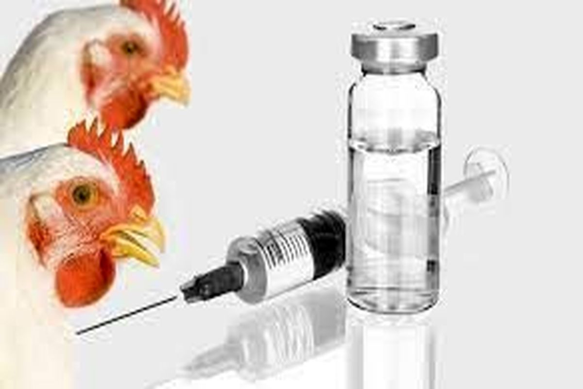 طیور علیه آنفلوانزای فوق حاد پرندگان در قزوین واکسینه شدند