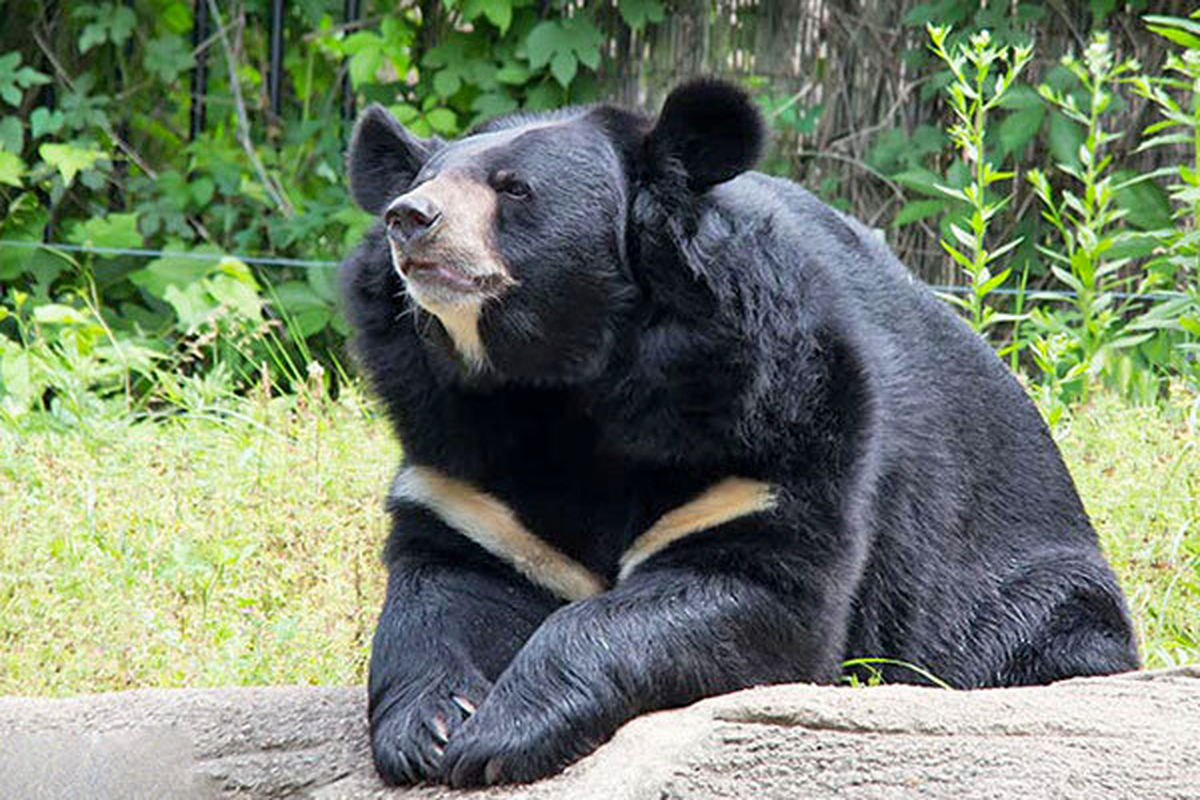ردپای خرس سیاه آسیایی در سیستان و بلوچستان دیده شد