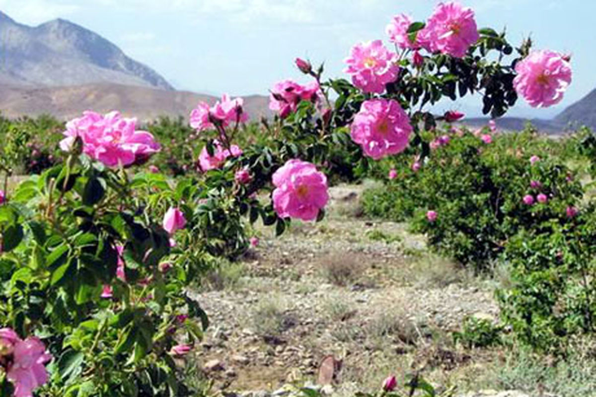 افزایش ۸۰ هکتاری یک سایت کشت گل محمدی در الیگودرز