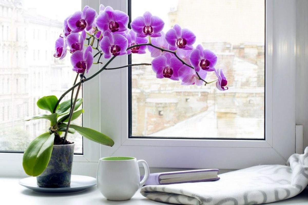 اگر خواب خوبی می خواهید این گیاهان را در اتاق خود قرار دهید