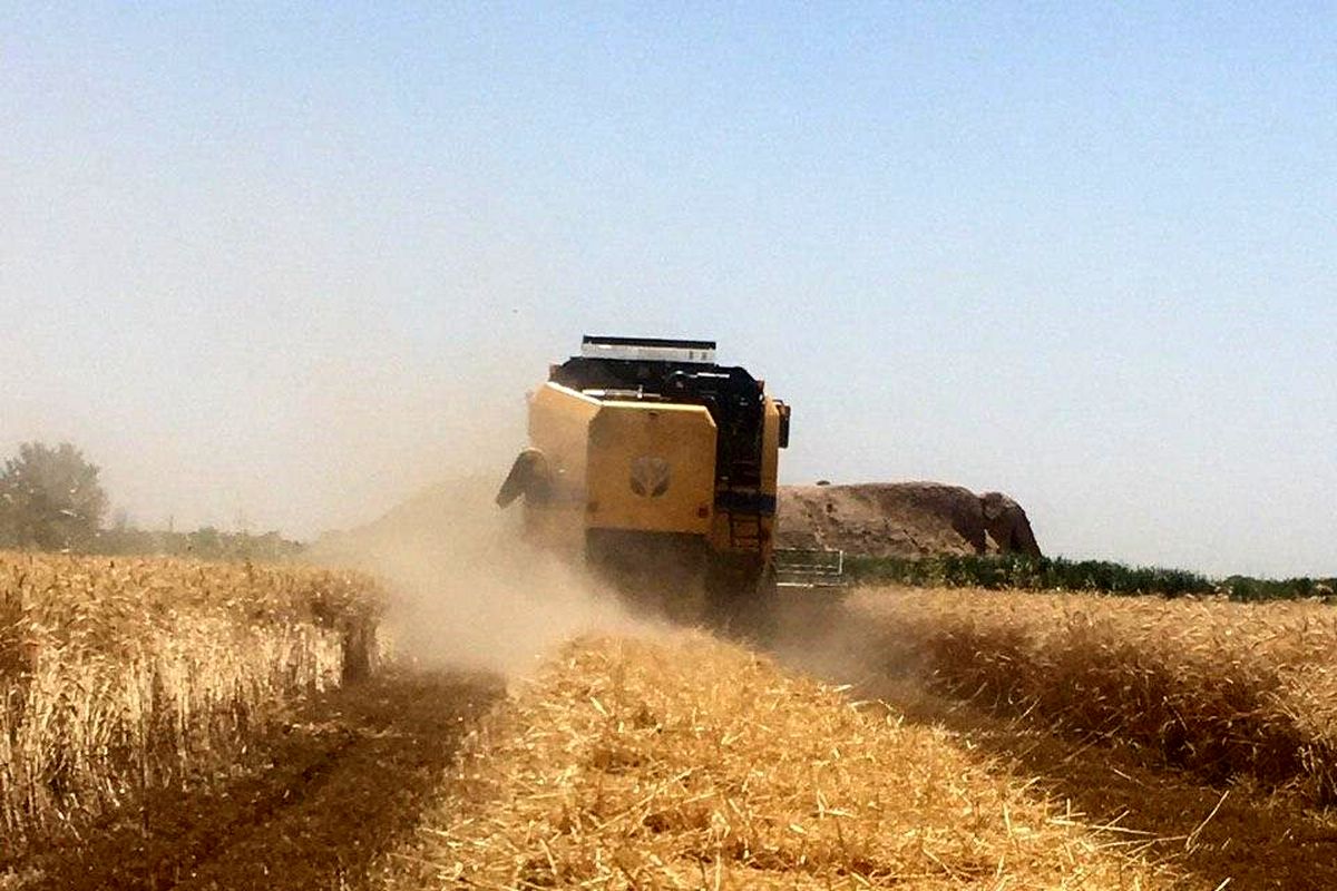 پرداخت ۹۸۰ میلیارد تومان بهای گندم به کشاورزان استان همدان