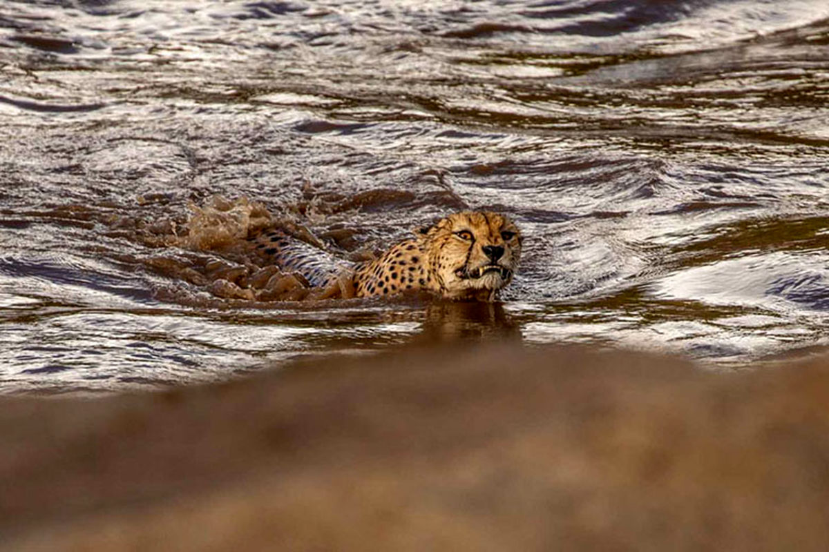 یوزپلنگ‌های شناگر در رود خروشان + عکس