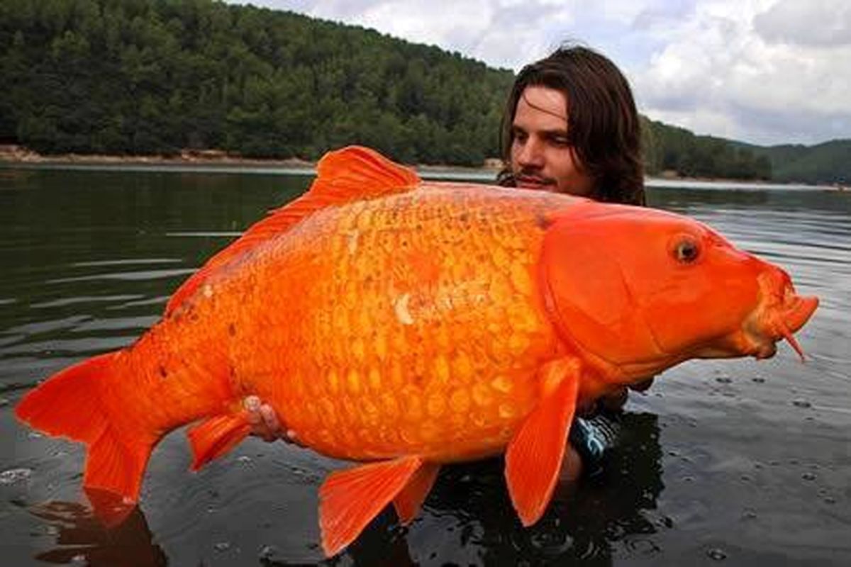 ماهی قرمزها در حال تصرف دریاچه های آمریکایی