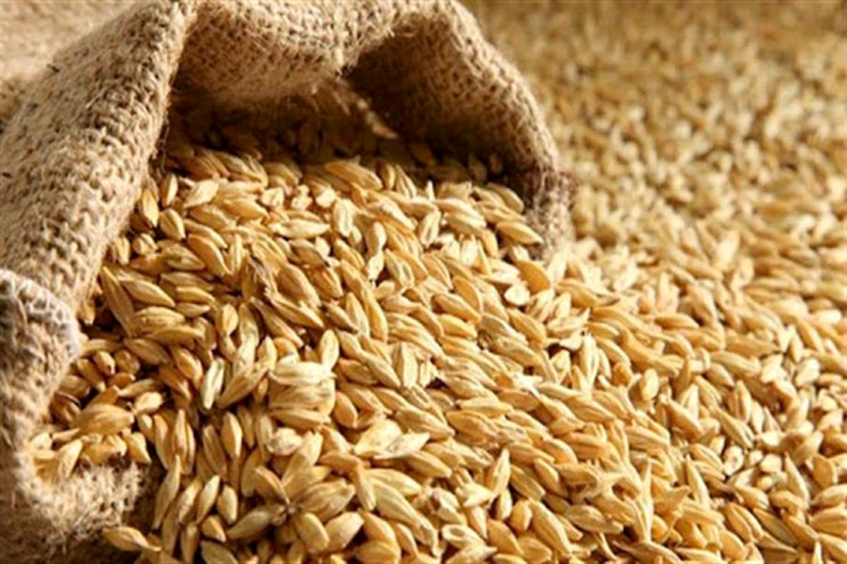 برداشت بیش از ۴۰ هزار تن گندم از مزارع نهاوند